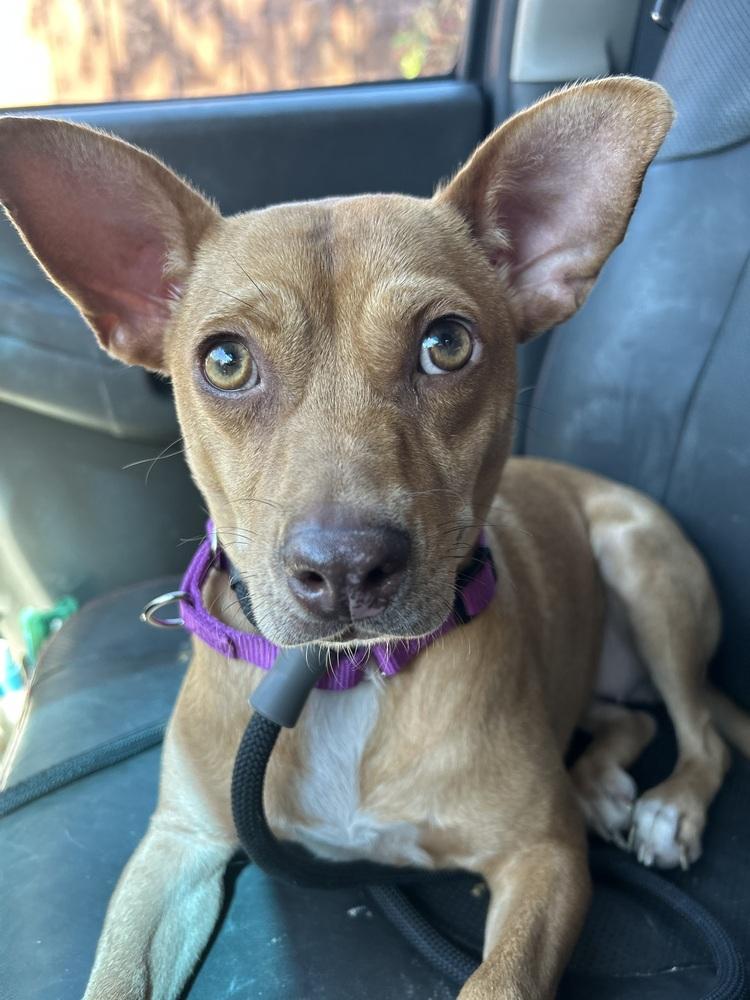 Nala, a Adoptable mixed breed in Denver, CO image 2/6