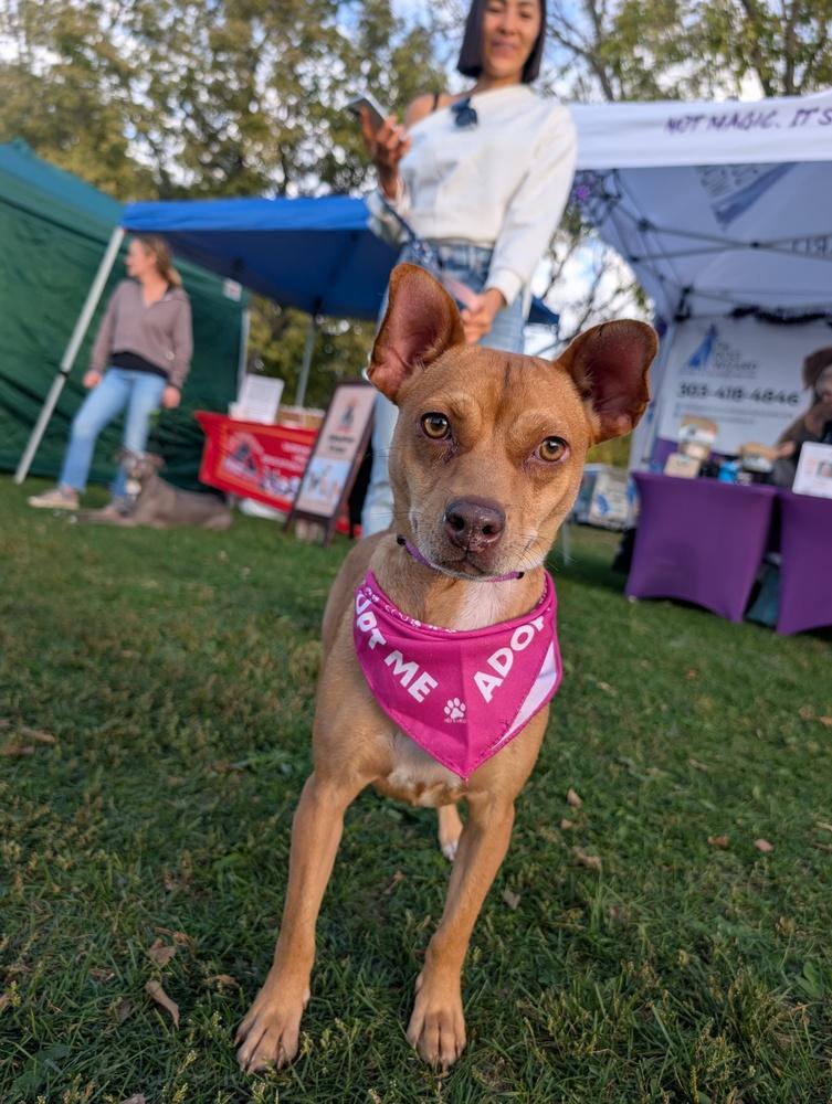 Nala, a Adoptable mixed breed in Denver, CO image 3/6