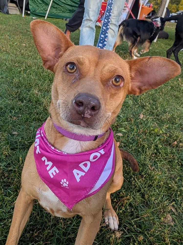 Nala, a Adoptable mixed breed in Denver, CO image 4/6