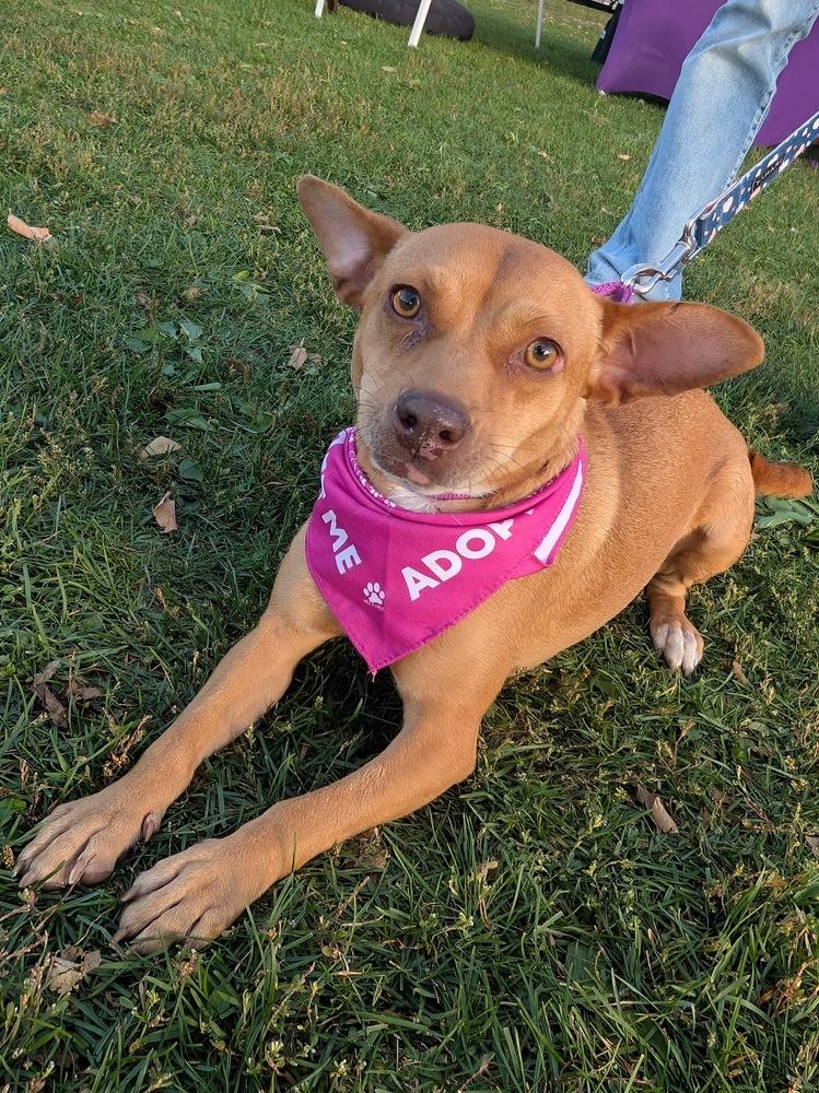 Nala, a Adoptable mixed breed in Denver, CO image 5/6