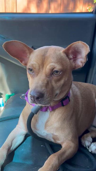 Enlarge Nala, a Adoptable mixed breed in Denver, CO video 6/6