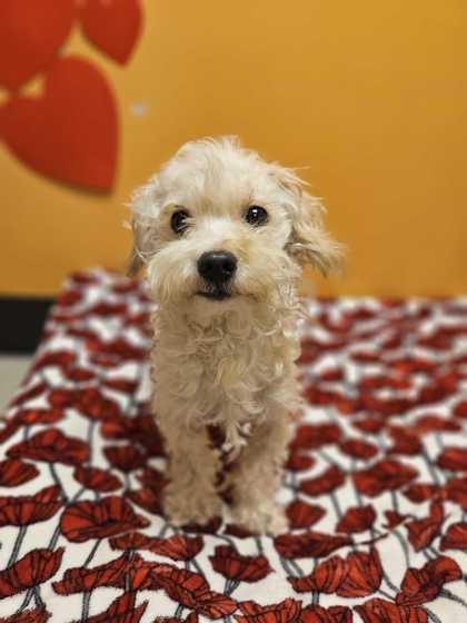 Enlarge Milo, an adopted mixed breed in Bellingham, WA image 3/3