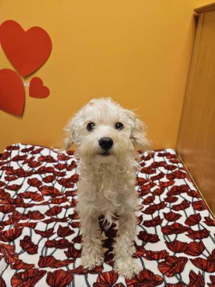 Milo, adopted, Adult Male Miniature Poodle.