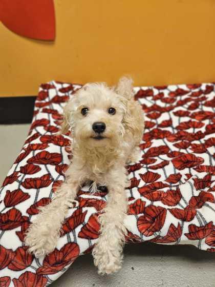 Enlarge Milo, an adopted mixed breed in Bellingham, WA image 2/3