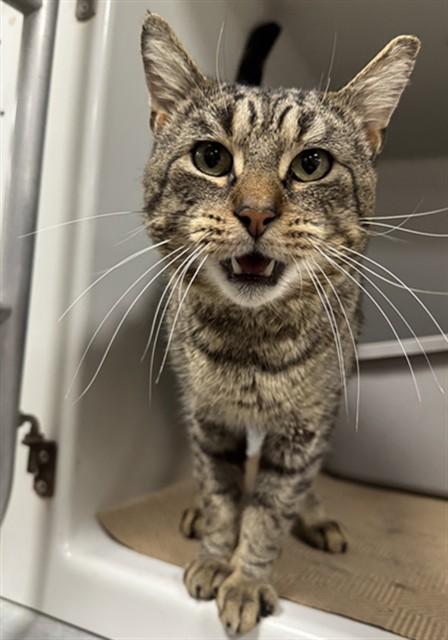 Enlarge OLIVER, a Adoptable Domestic Short Hair in Boston, MA image 1/1