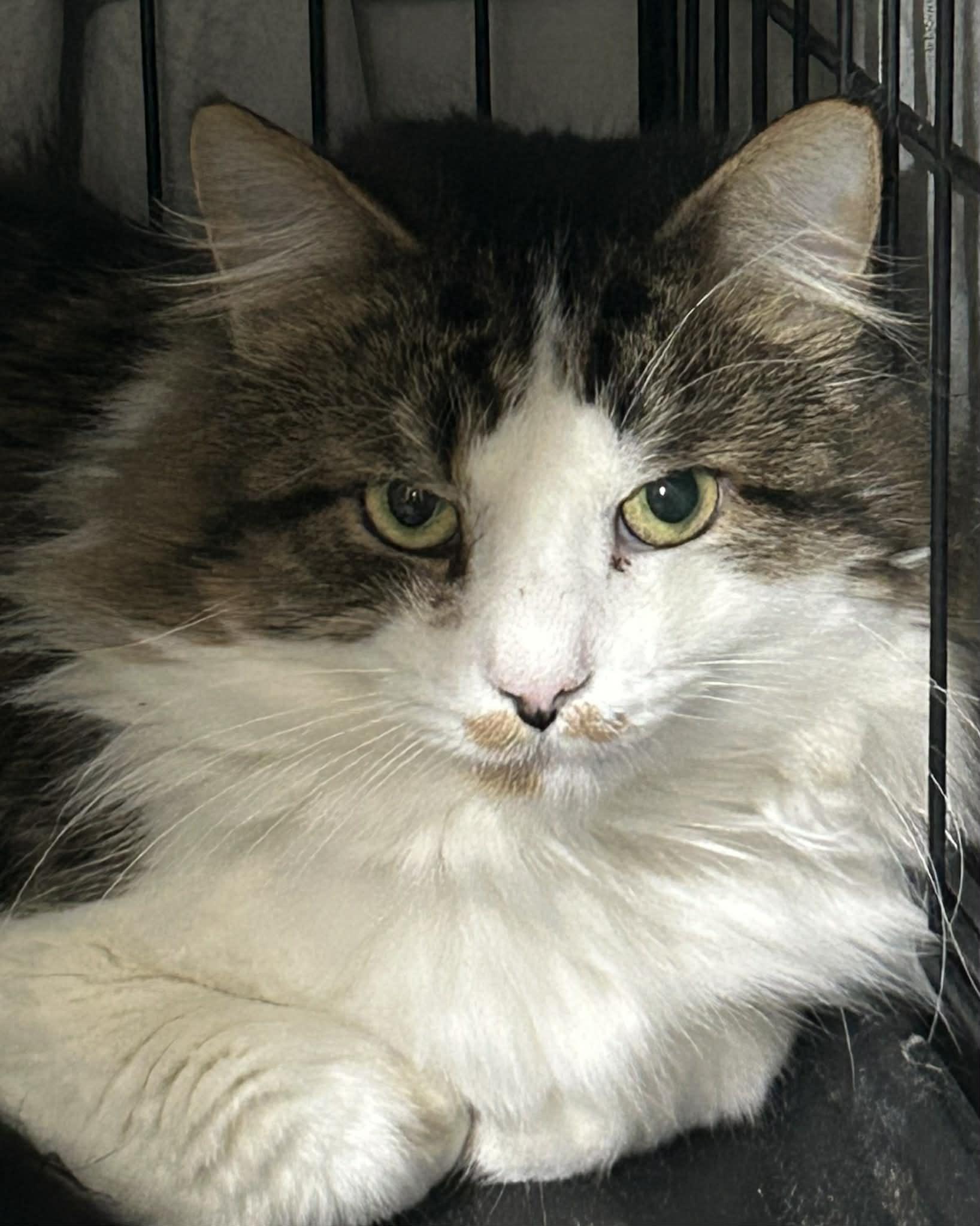 Bug, ADOPTABLE, Adult Male Maine Coon.