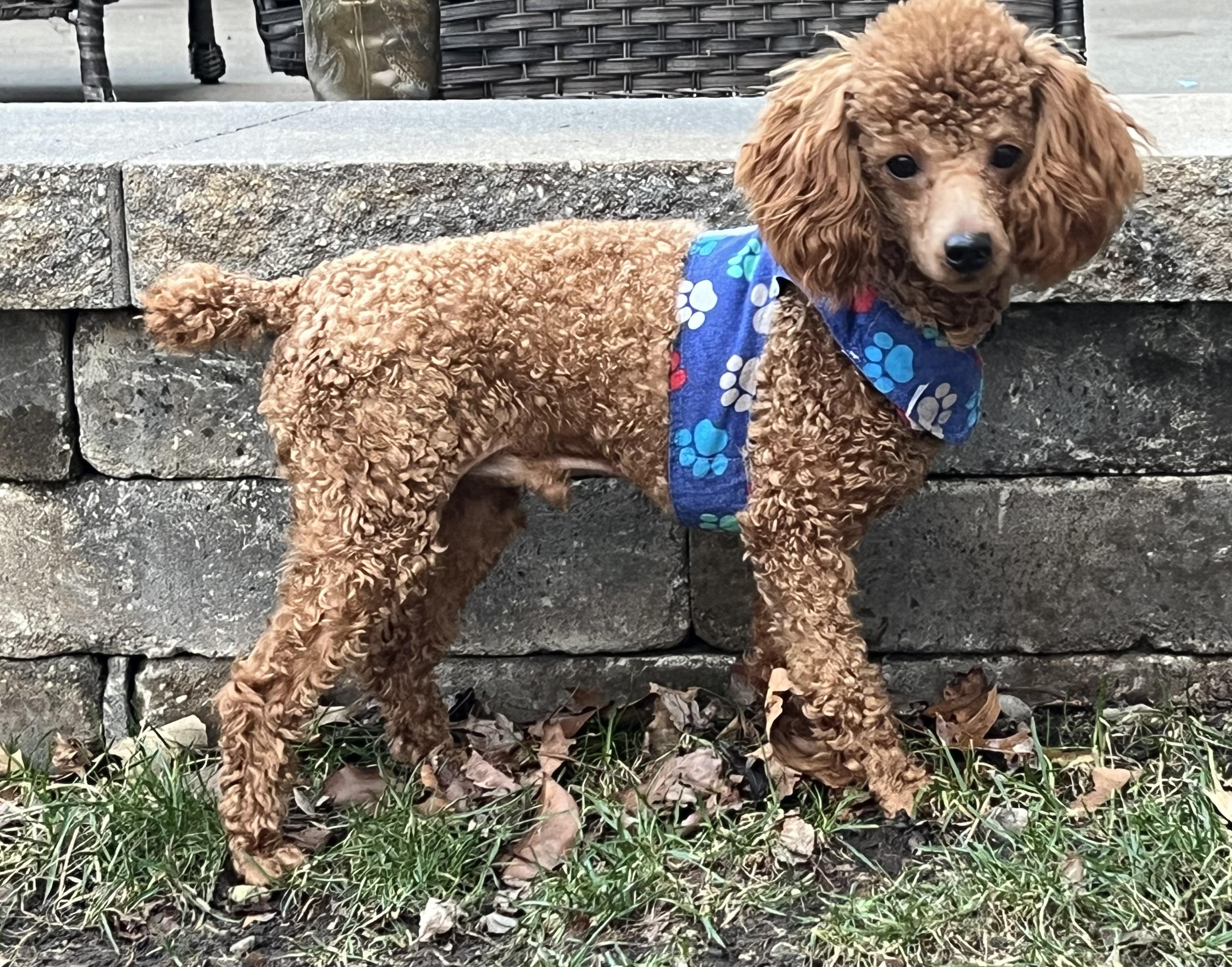 Enlarge Milo, a ADOPTABLE Poodle in Overland Park, KS image 3/3