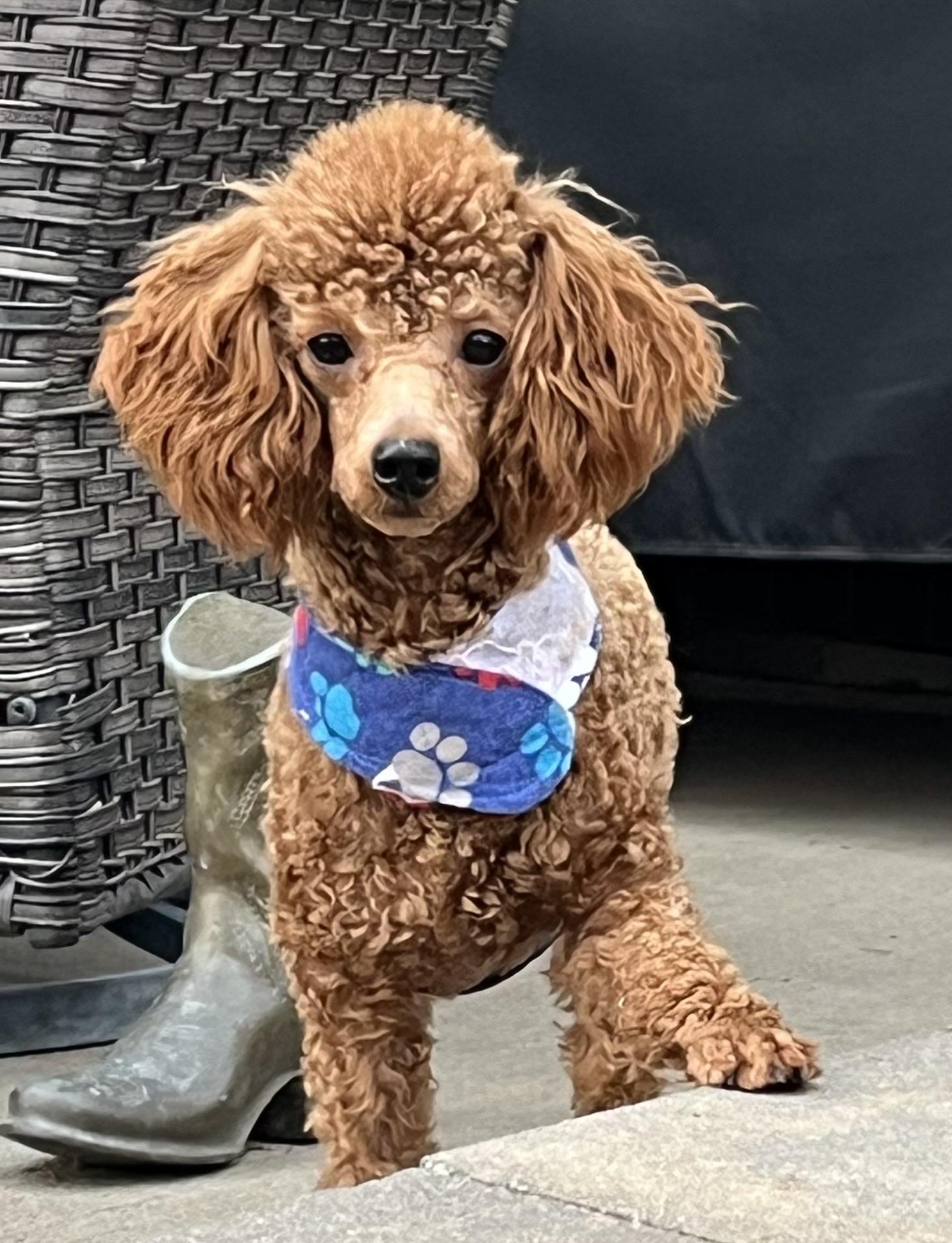 Enlarge Milo, a ADOPTABLE Poodle in Overland Park, KS image 1/3
