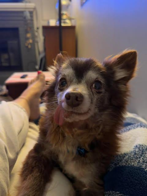 Enlarge Pepe, a Adoptable Chihuahua in Virginia Beach, VA image 1/1