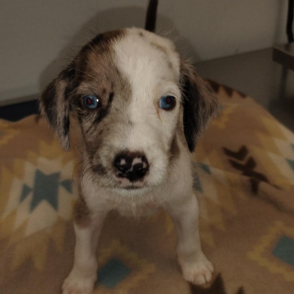 Baxter, Adoptable, Puppy Male Australian Shepherd & Mixed Breed.