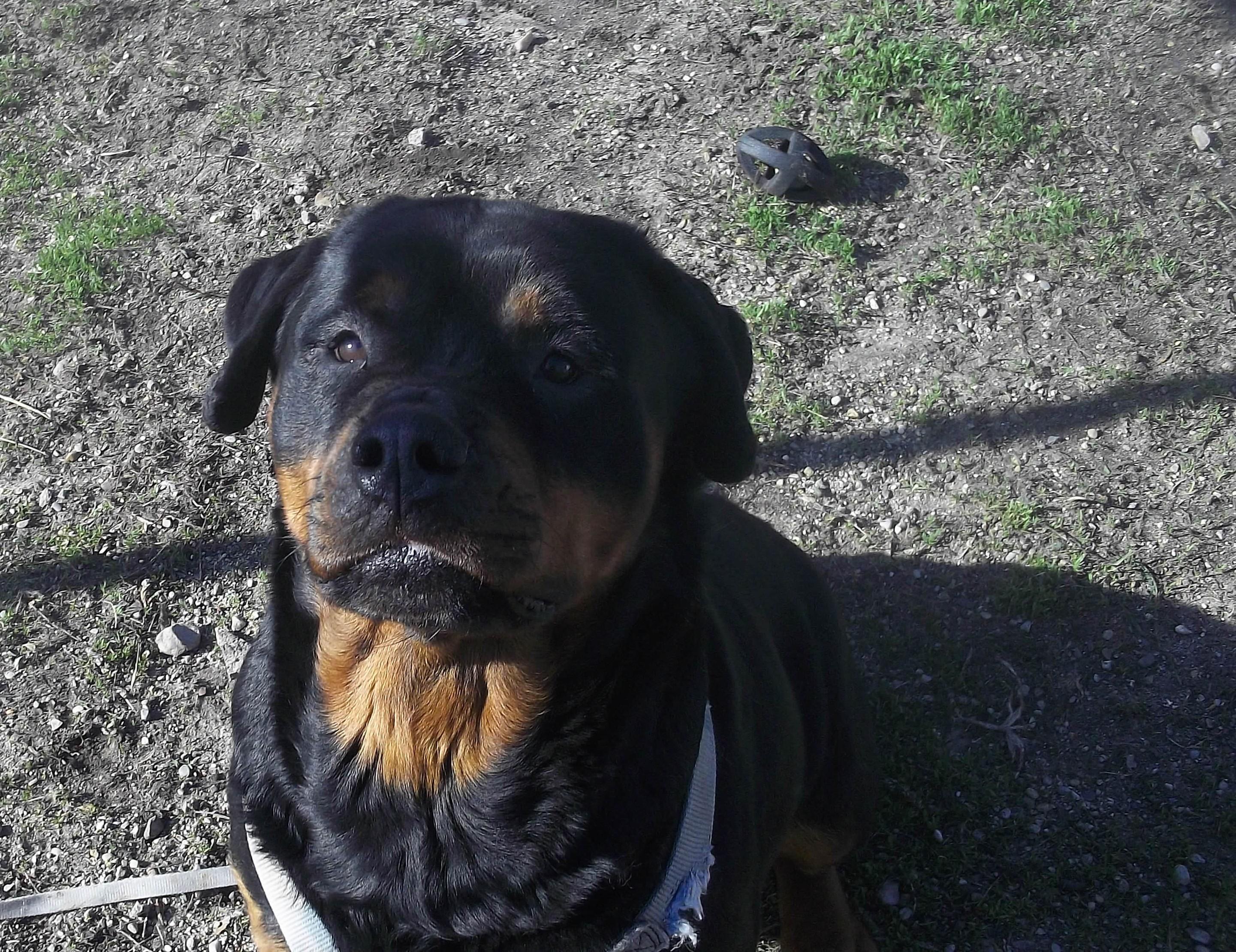 Enlarge DIXIE AND SOPHIE, a ADOPTABLE Rottweiler in Reed City, MI image 4/4