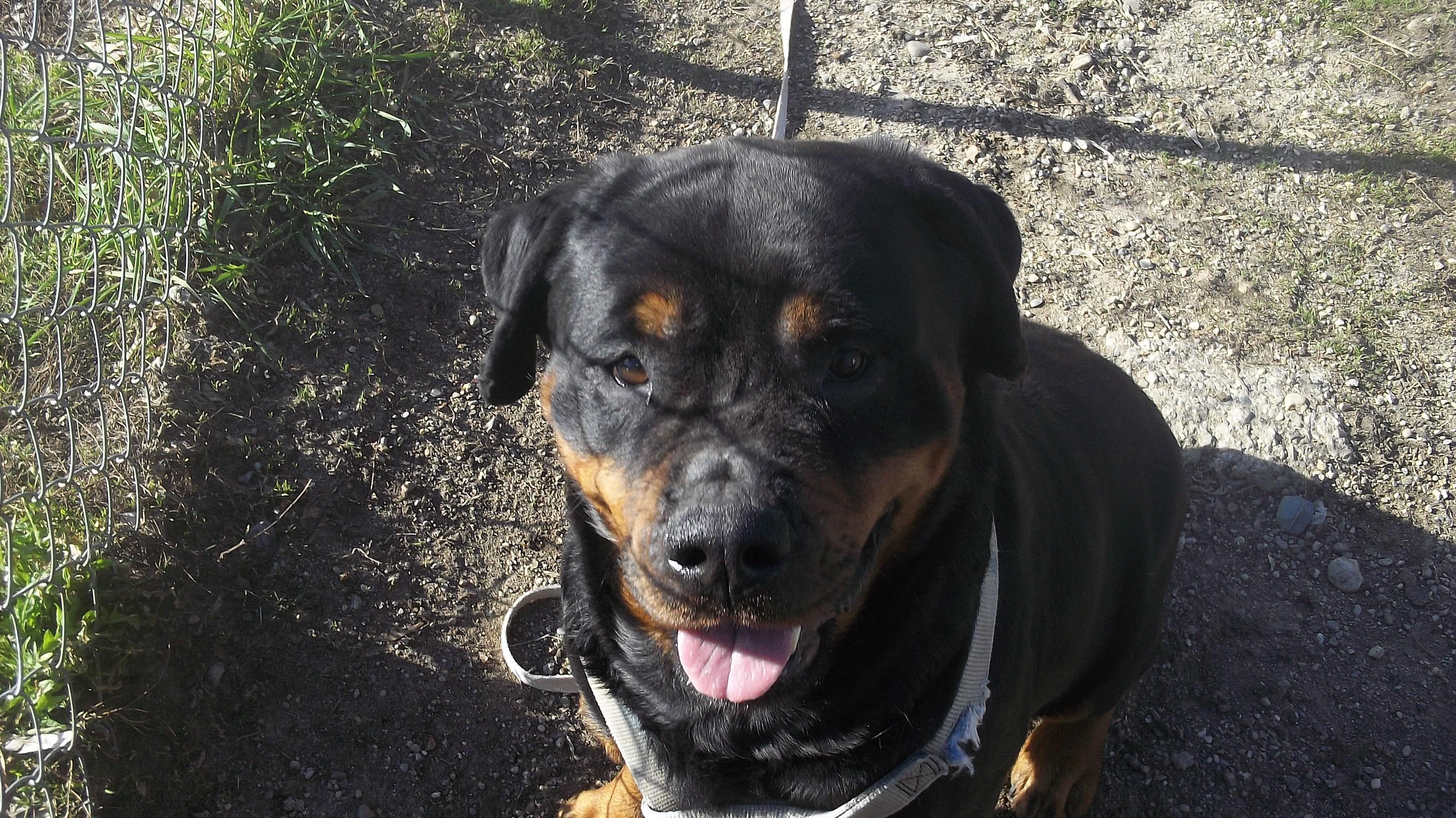 DIXIE AND SOPHIE, ADOPTABLE, Adult Female Rottweiler.