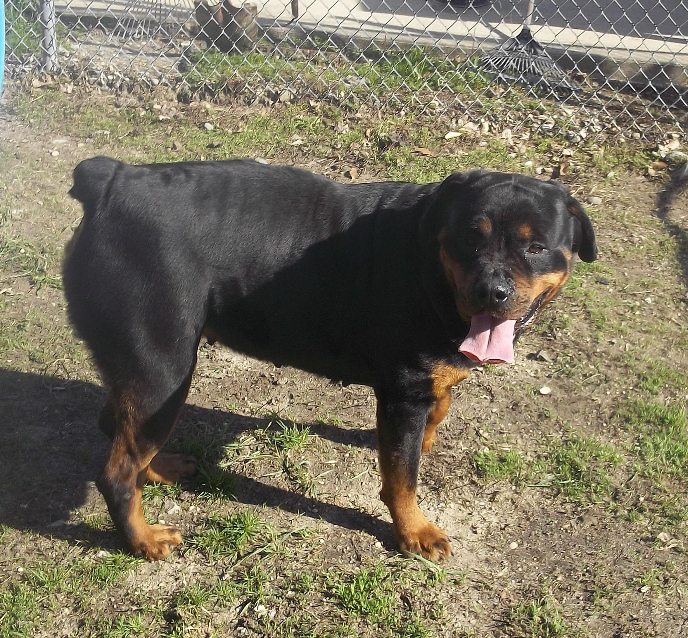Enlarge DIXIE AND SOPHIE, a ADOPTABLE Rottweiler in Reed City, MI image 2/4