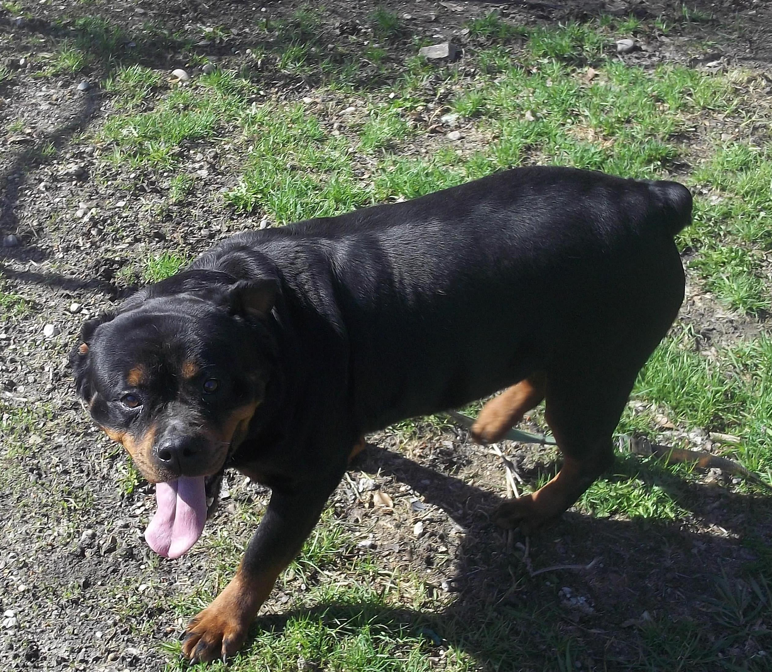 Enlarge DIXIE AND SOPHIE, a ADOPTABLE Rottweiler in Reed City, MI image 3/4