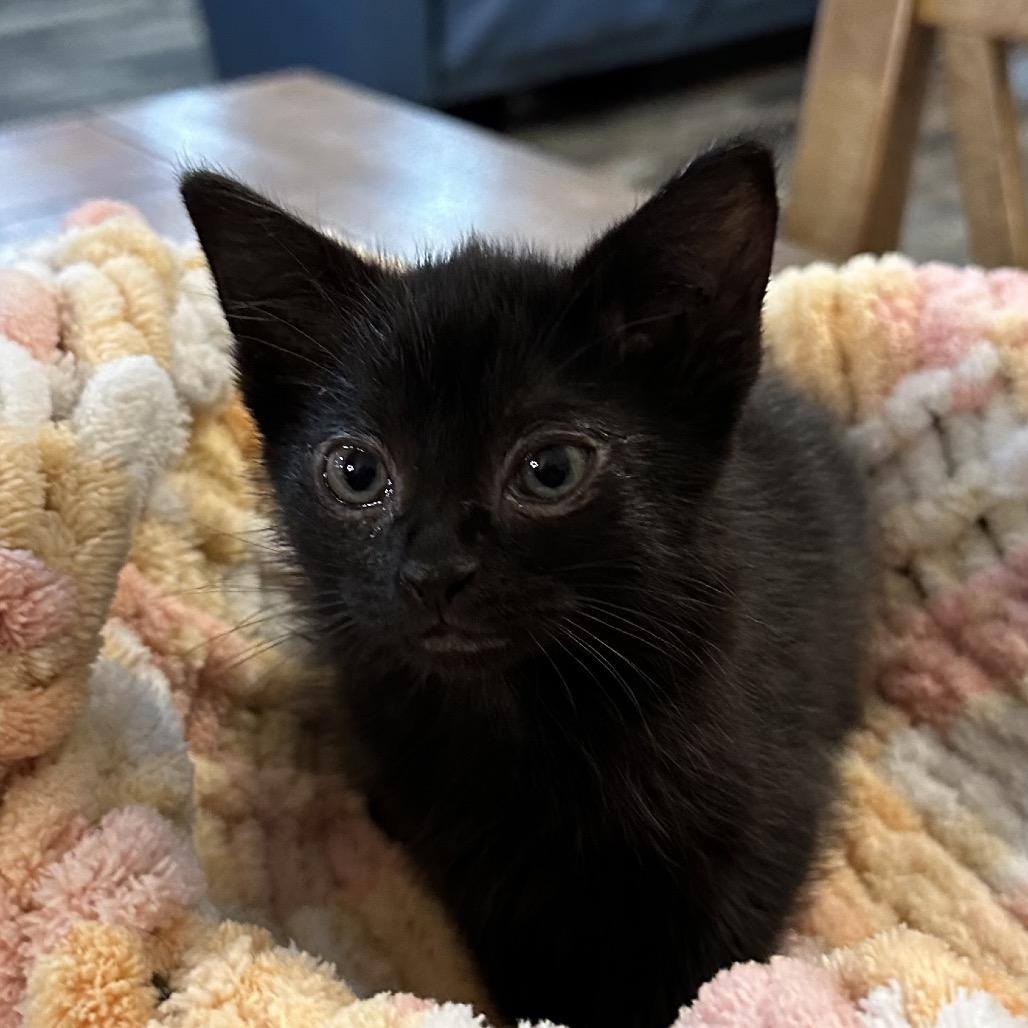 Opal, Adoptable, Kitten Female Domestic Short Hair.