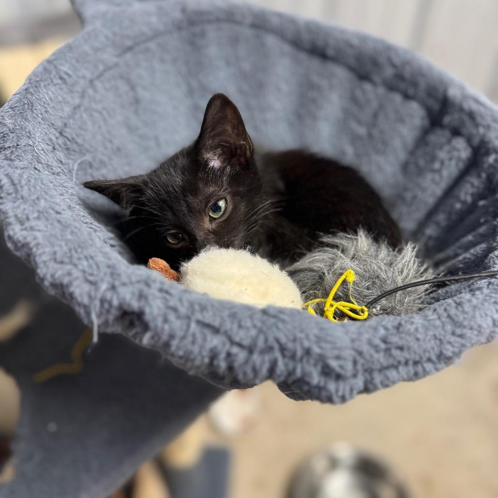 Opal, Adoptable, Kitten Female Domestic Short Hair.