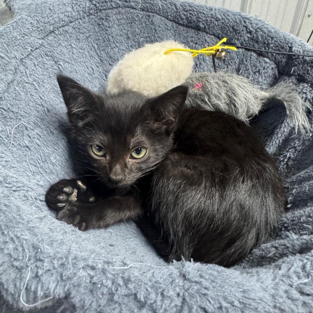 Enlarge Opal, a Adoptable Domestic Short Hair in Pinson, TN image 2/4