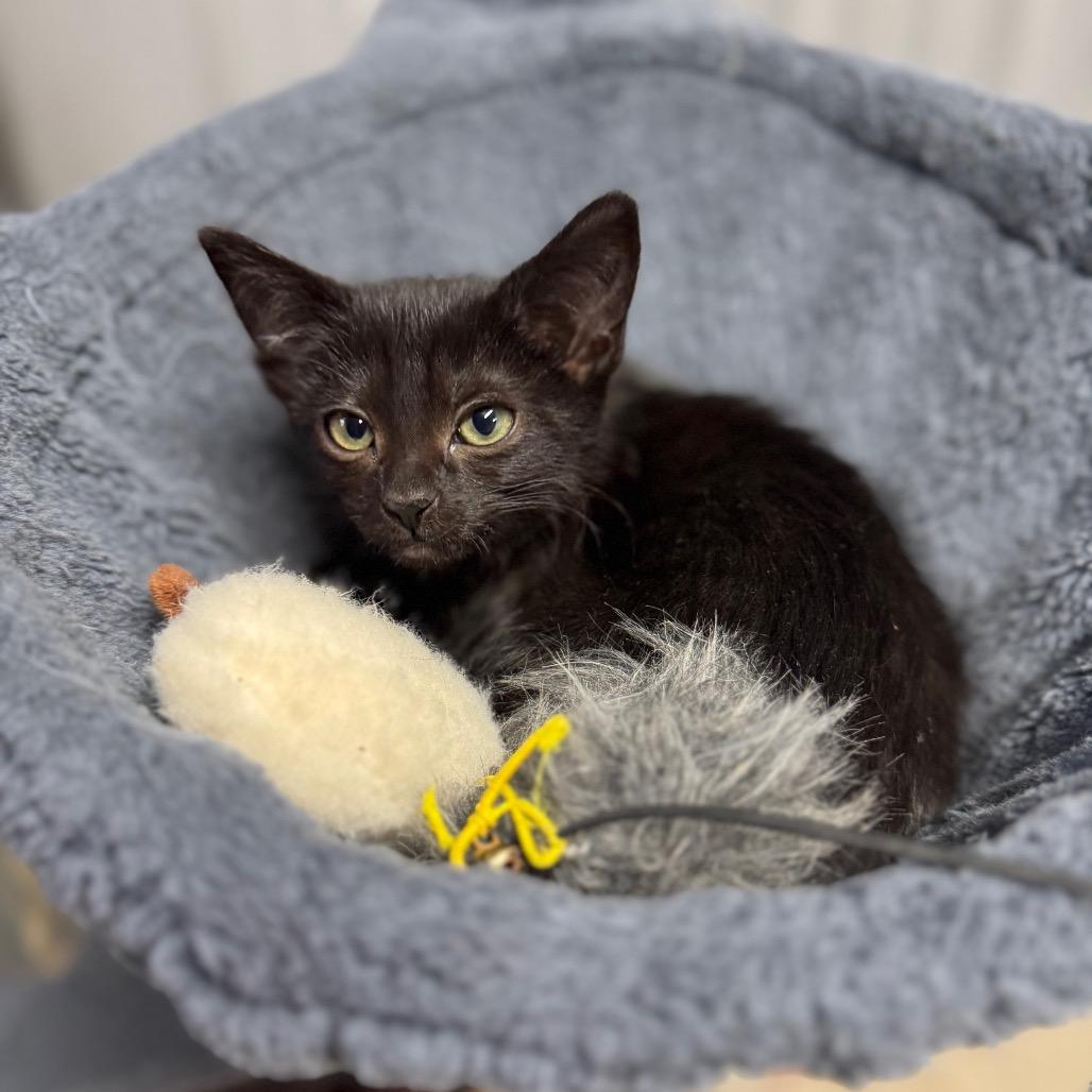 Enlarge Opal, a Adoptable Domestic Short Hair in Pinson, TN image 3/4
