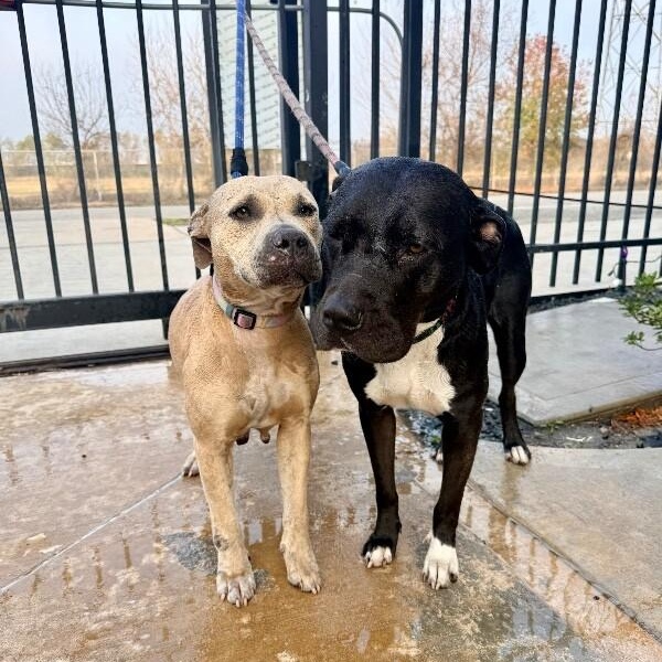 Galinda Gentle Loyal Lowkey Girl — thumbnail 2