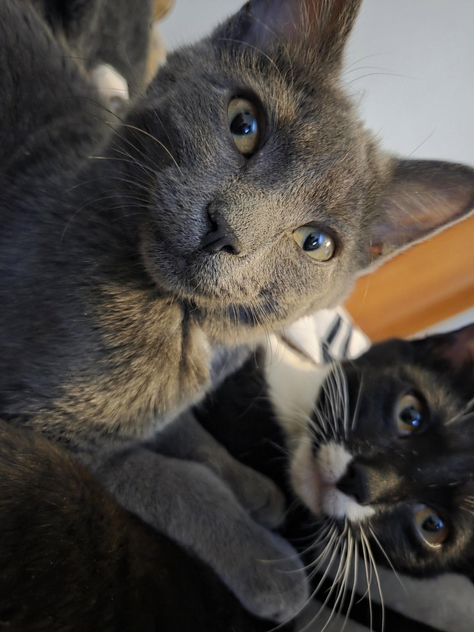Megan, Adopted, Young Female Domestic Short Hair.