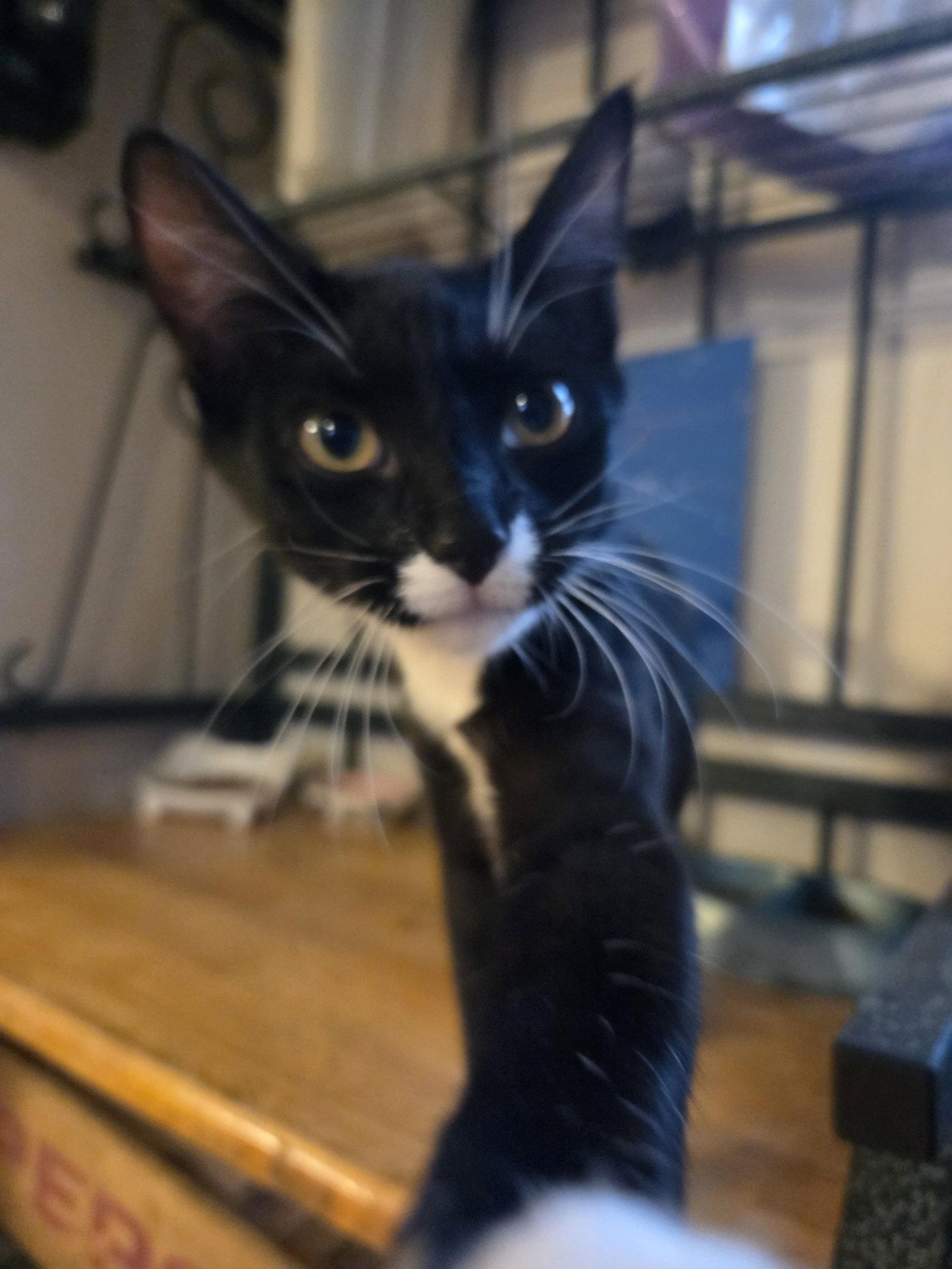 Megan, a Adopted Domestic Short Hair in Cedar Rapids, IA image 3/3