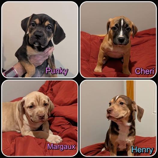 Punky Brewster Litter- puppies, ADOPTABLE, Puppy Female Pit Bull Terrier & American Staffordshire Terrier.