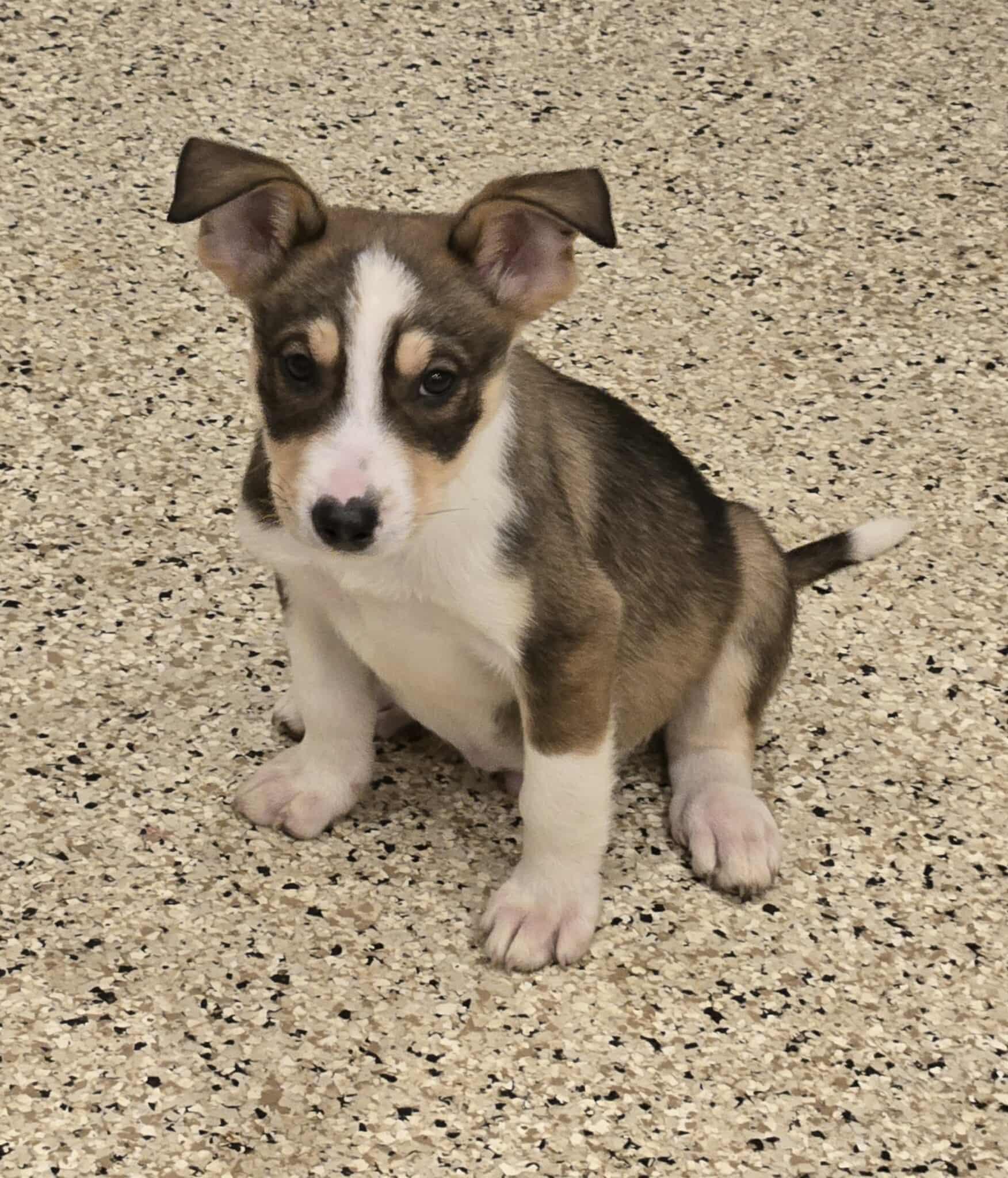 Lee, an adoptable mixed breed in Freeport, IL image 1/2