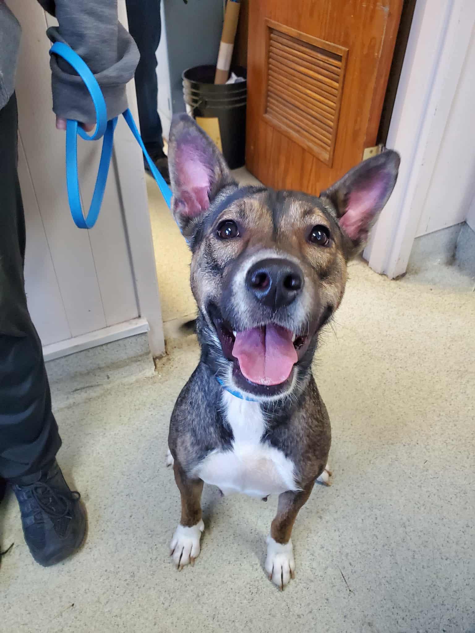 Lee, an adoptable mixed breed in Freeport, IL image 2/2