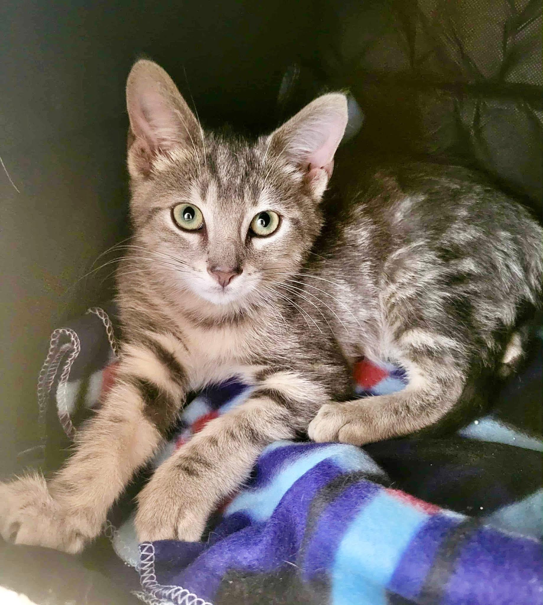 Enlarge George, a Adoptable Tabby in Saginaw, MI image 1/2