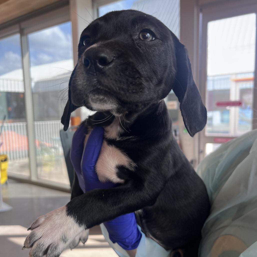 Mileena, Adoptable, Puppy Female Mixed Breed.