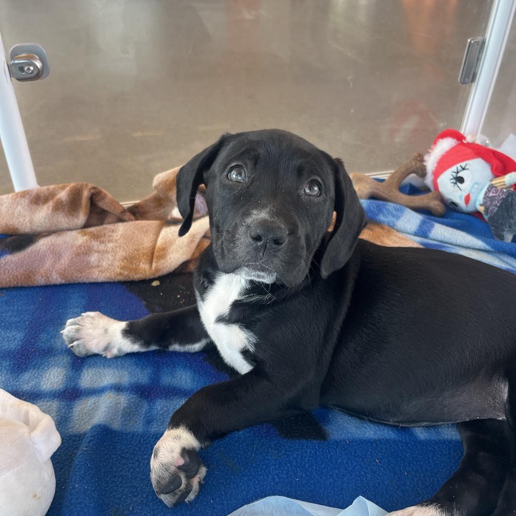Enlarge Mileena, a Adoptable Mixed Breed in Bentonville, AR image 2/3