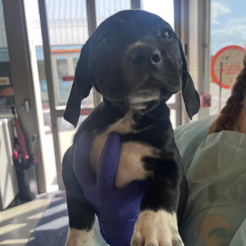 Enlarge Mileena, a Adoptable Mixed Breed in Bentonville, AR image 3/3