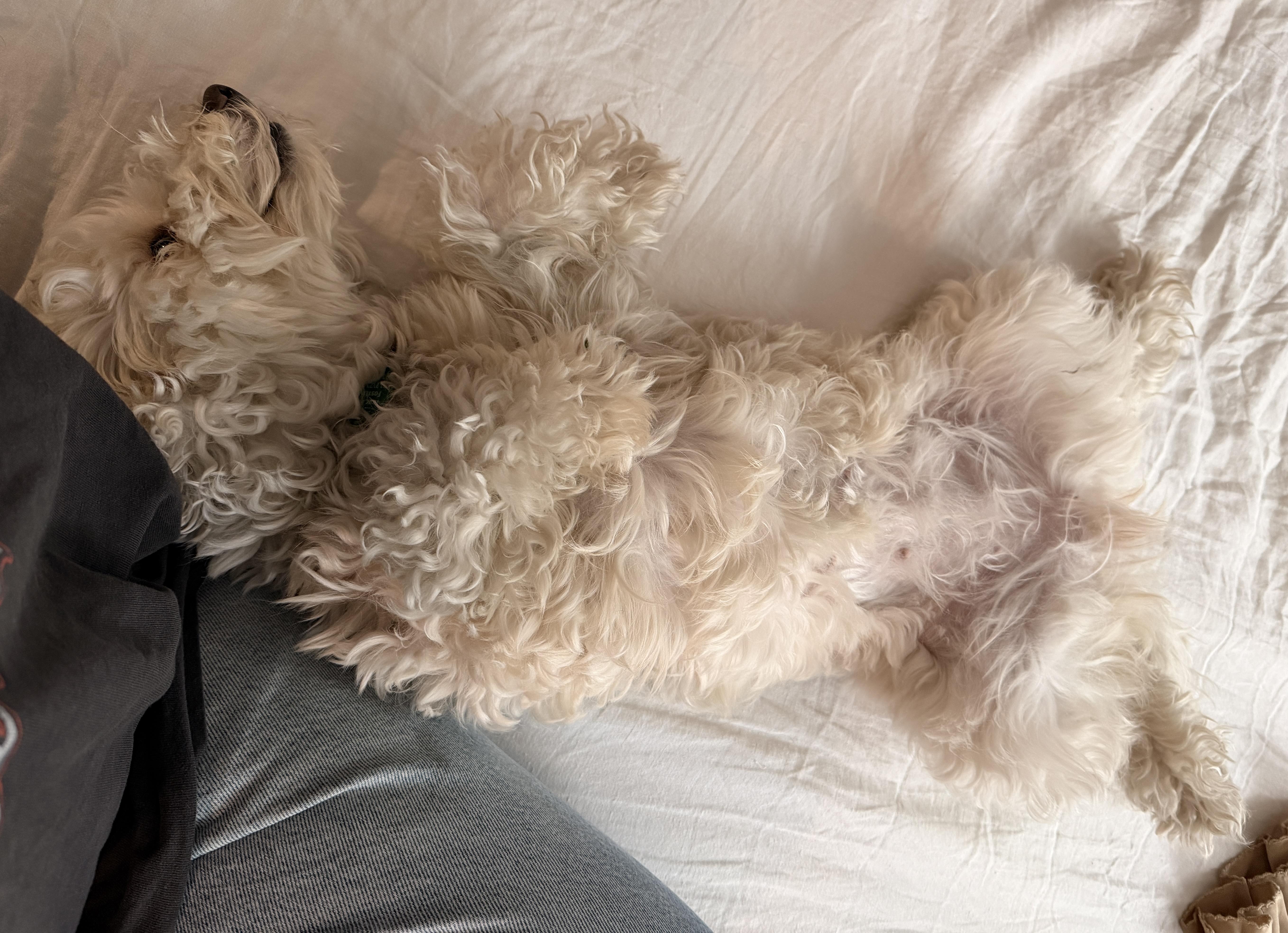 Enlarge Sabrina, an adopted Maltipoo in Brooklyn, NY image 3/6