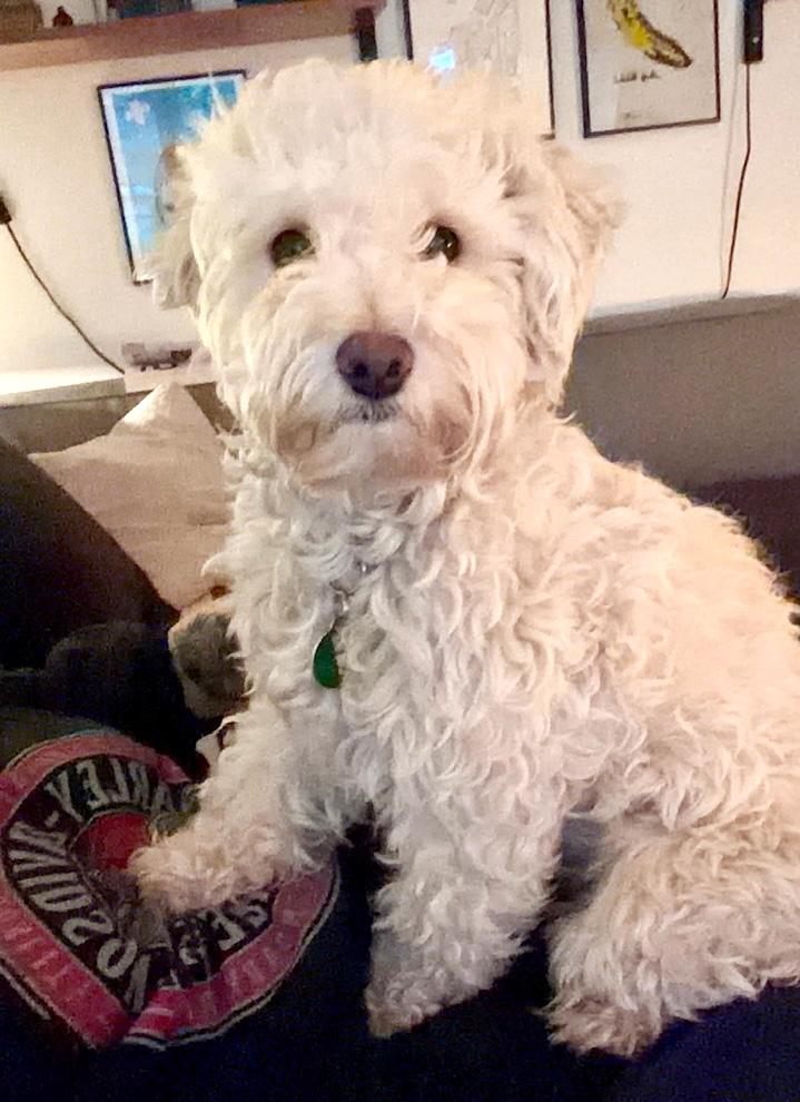 Enlarge Sabrina, an adopted Maltipoo in Brooklyn, NY image 4/6