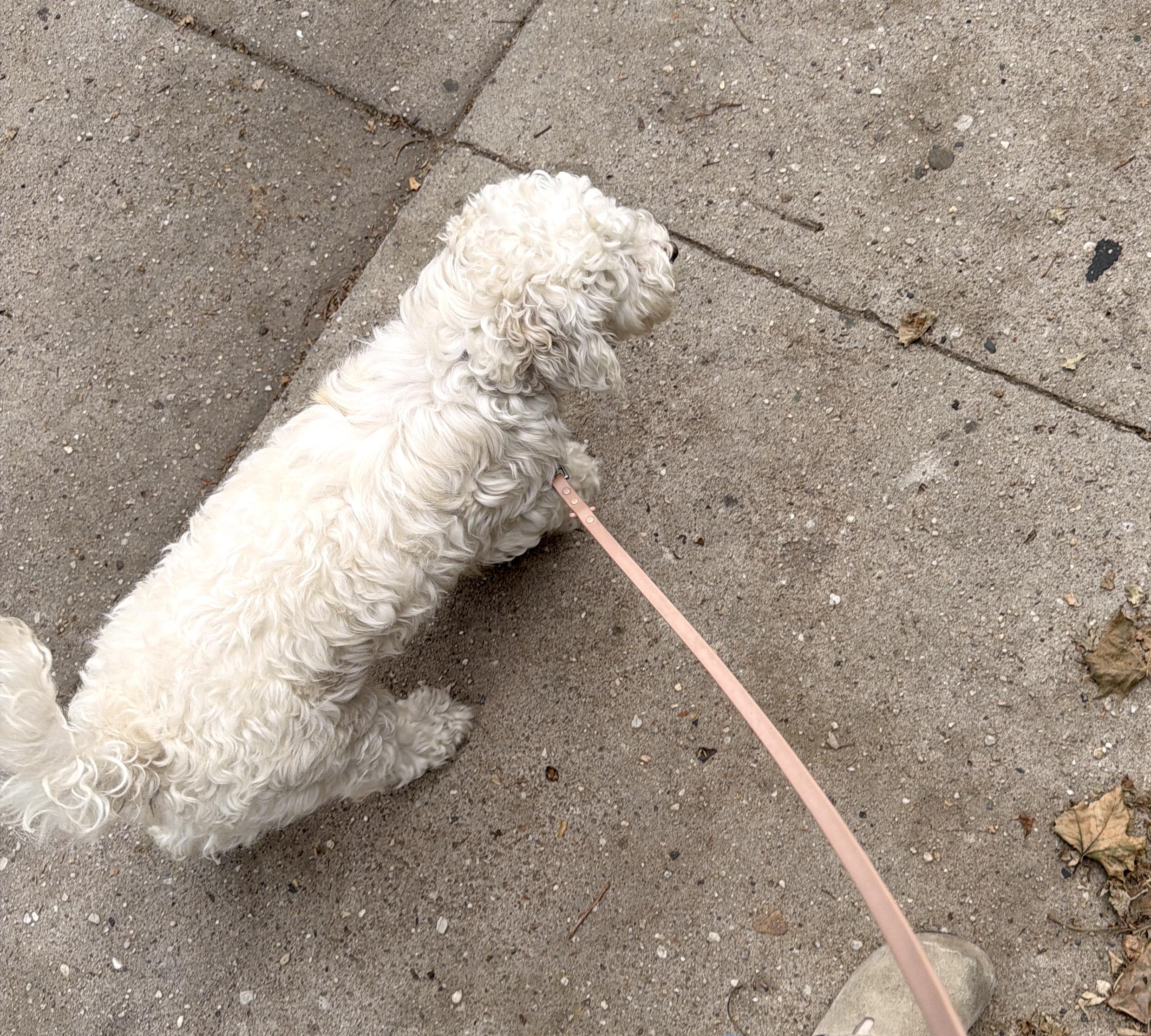 Enlarge Sabrina, an adopted Maltipoo in Brooklyn, NY image 6/6