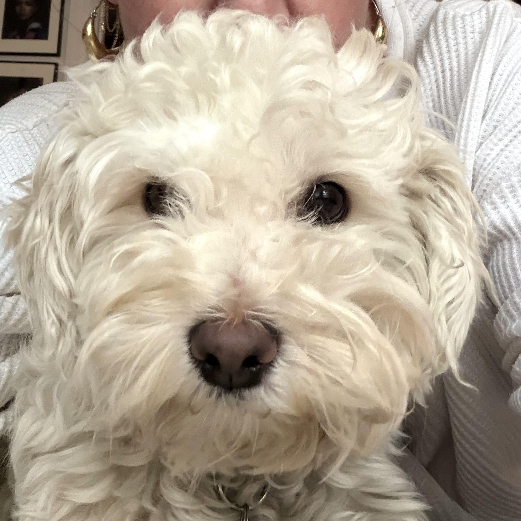 Enlarge Sabrina, an adopted Maltipoo in Brooklyn, NY image 1/6