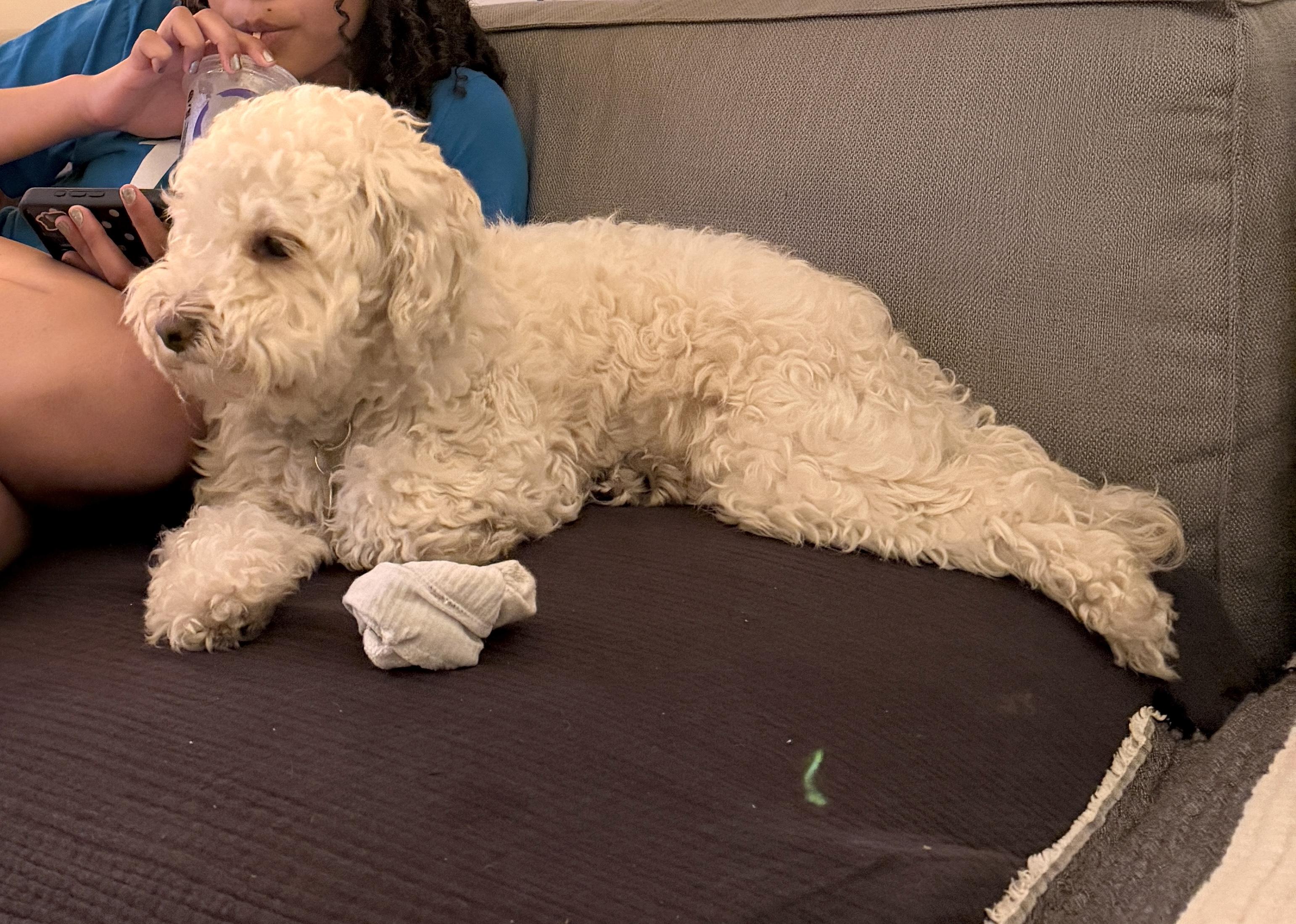 Enlarge Sabrina, an adopted Maltipoo in Brooklyn, NY image 5/6