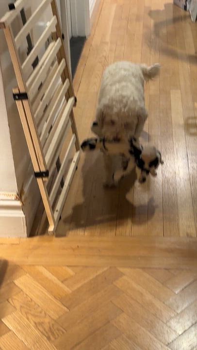 Enlarge Sabrina, an adopted Maltipoo in Brooklyn, NY video 2/6