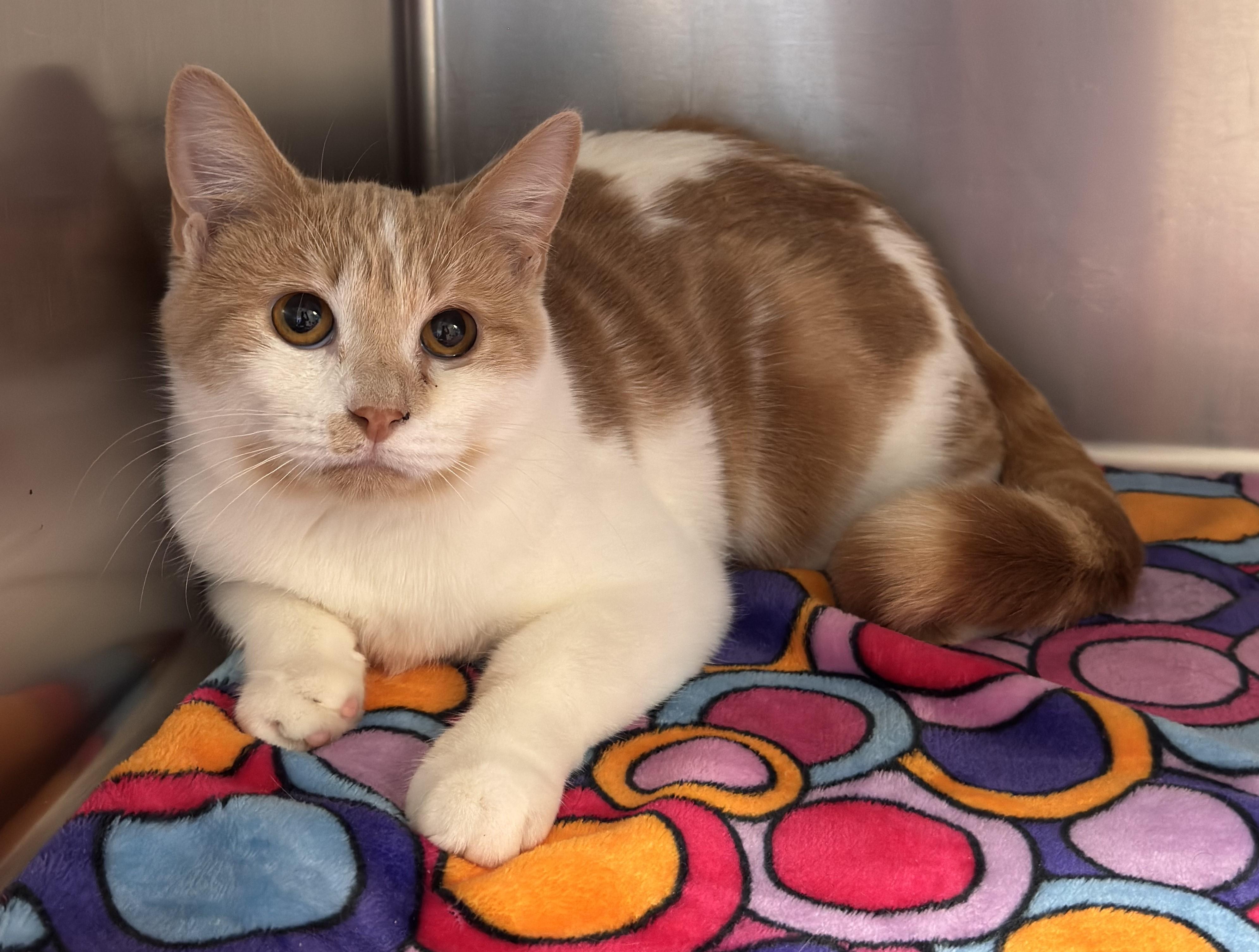 Enlarge Meeska, a Adoptable Domestic Short Hair in Kearneysville, WV image 1/1