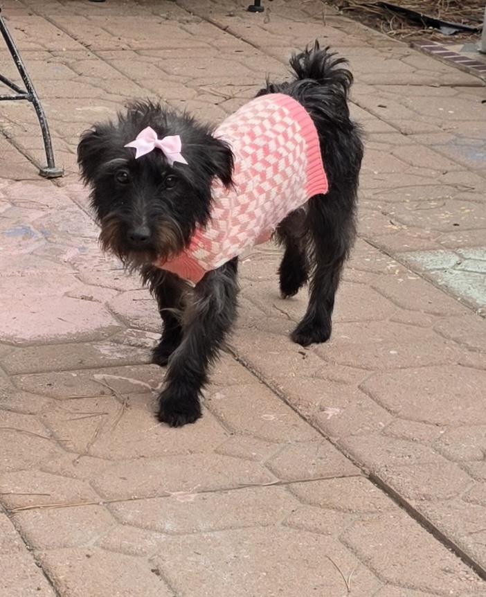 Enlarge Kika, a Adoptable mixed breed in Fallbrook, CA image 2/6