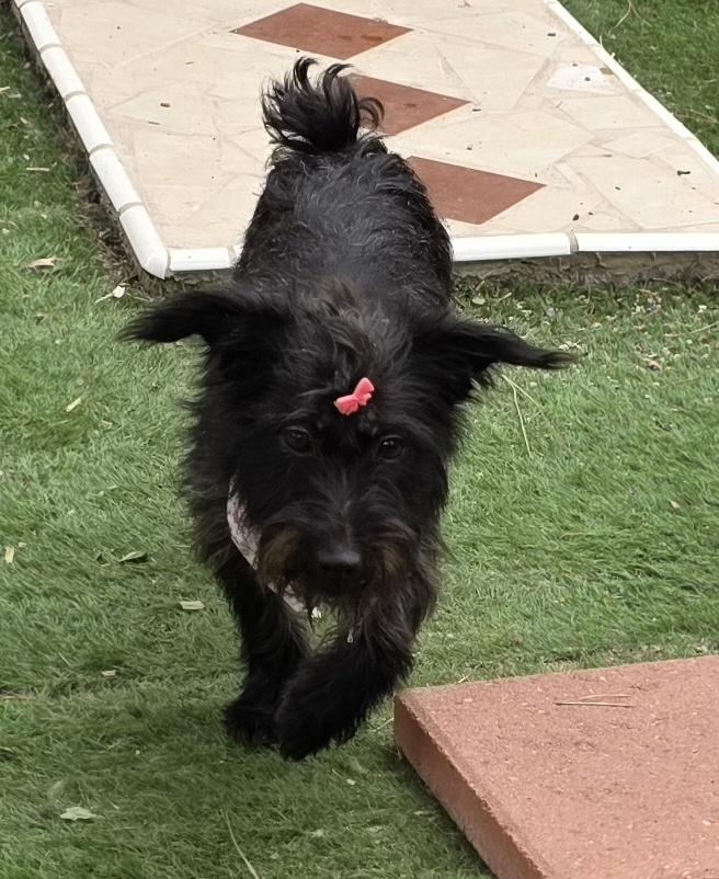 Enlarge Kika, a Adoptable mixed breed in Fallbrook, CA image 5/6