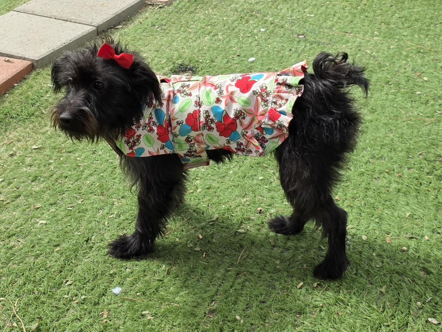 Kika, Adoptable, Young Female Miniature Schnauzer & Scottish Terrier.