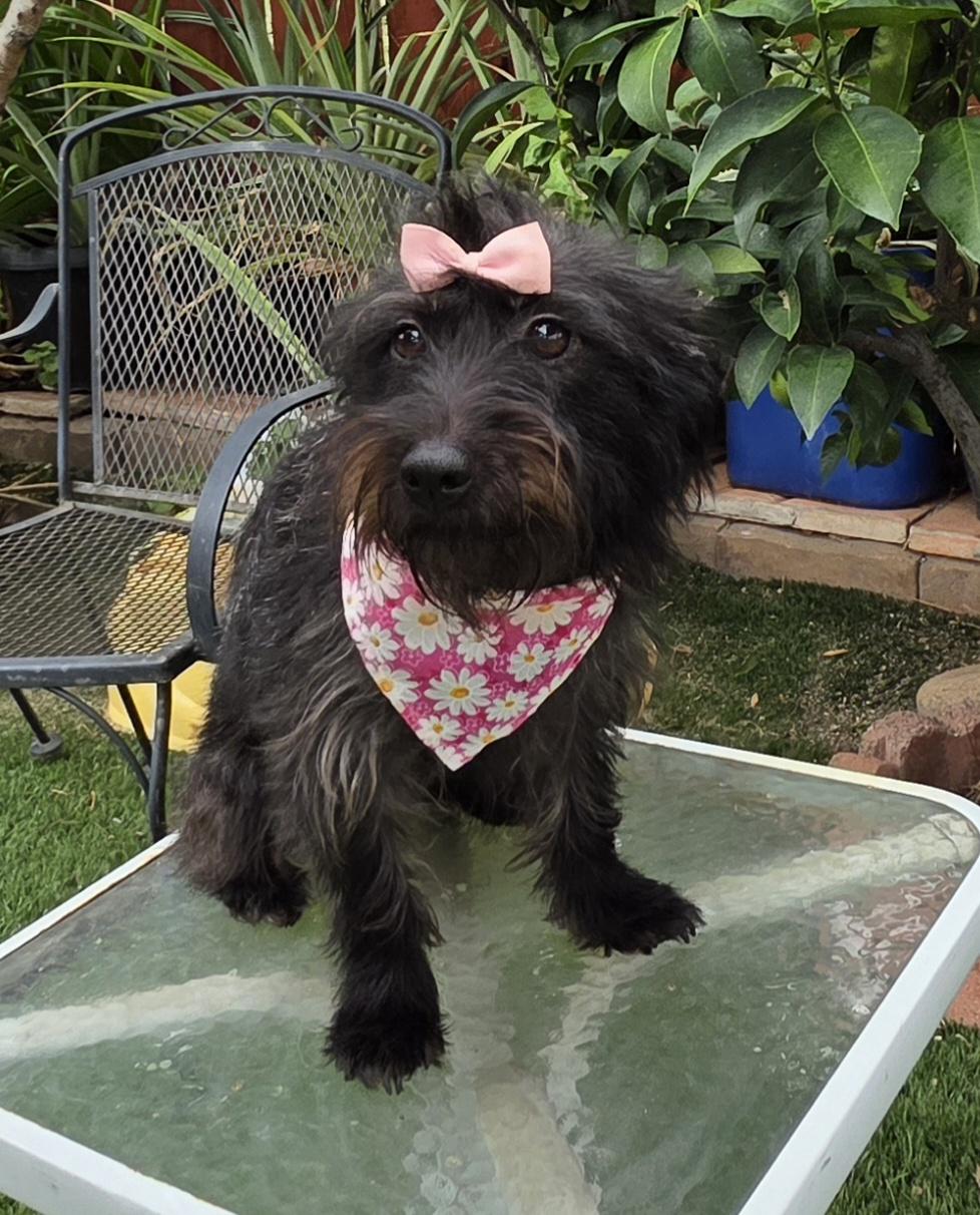 Enlarge Kika, a Adoptable mixed breed in Fallbrook, CA image 4/6