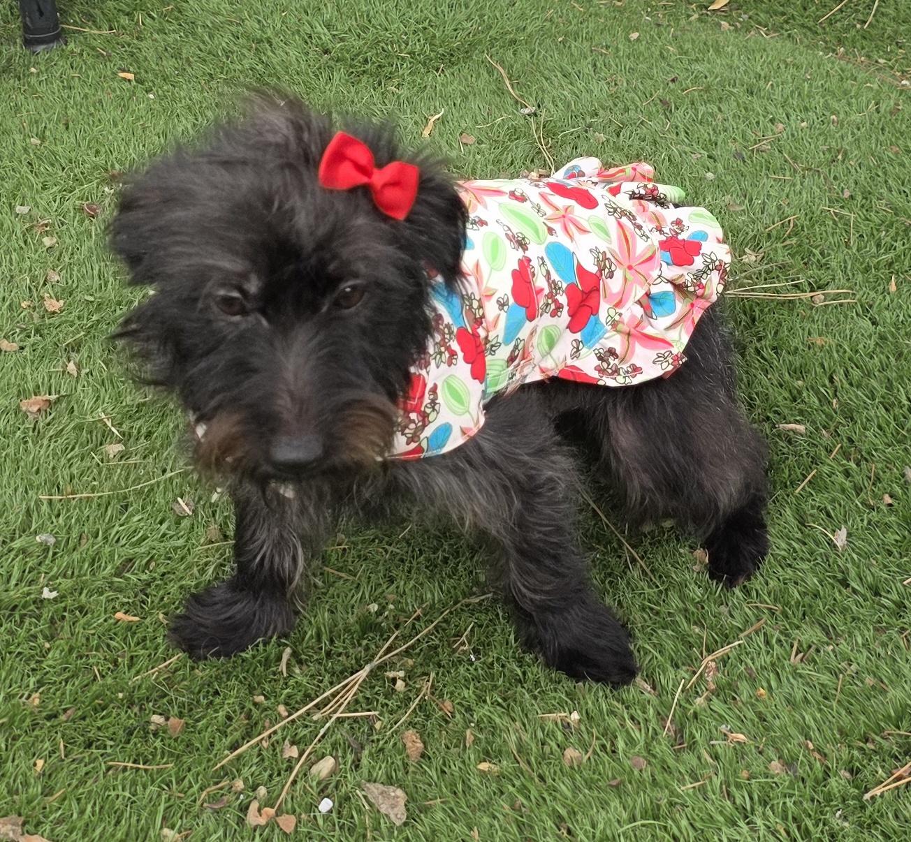 Enlarge Kika, a Adoptable mixed breed in Fallbrook, CA image 3/6