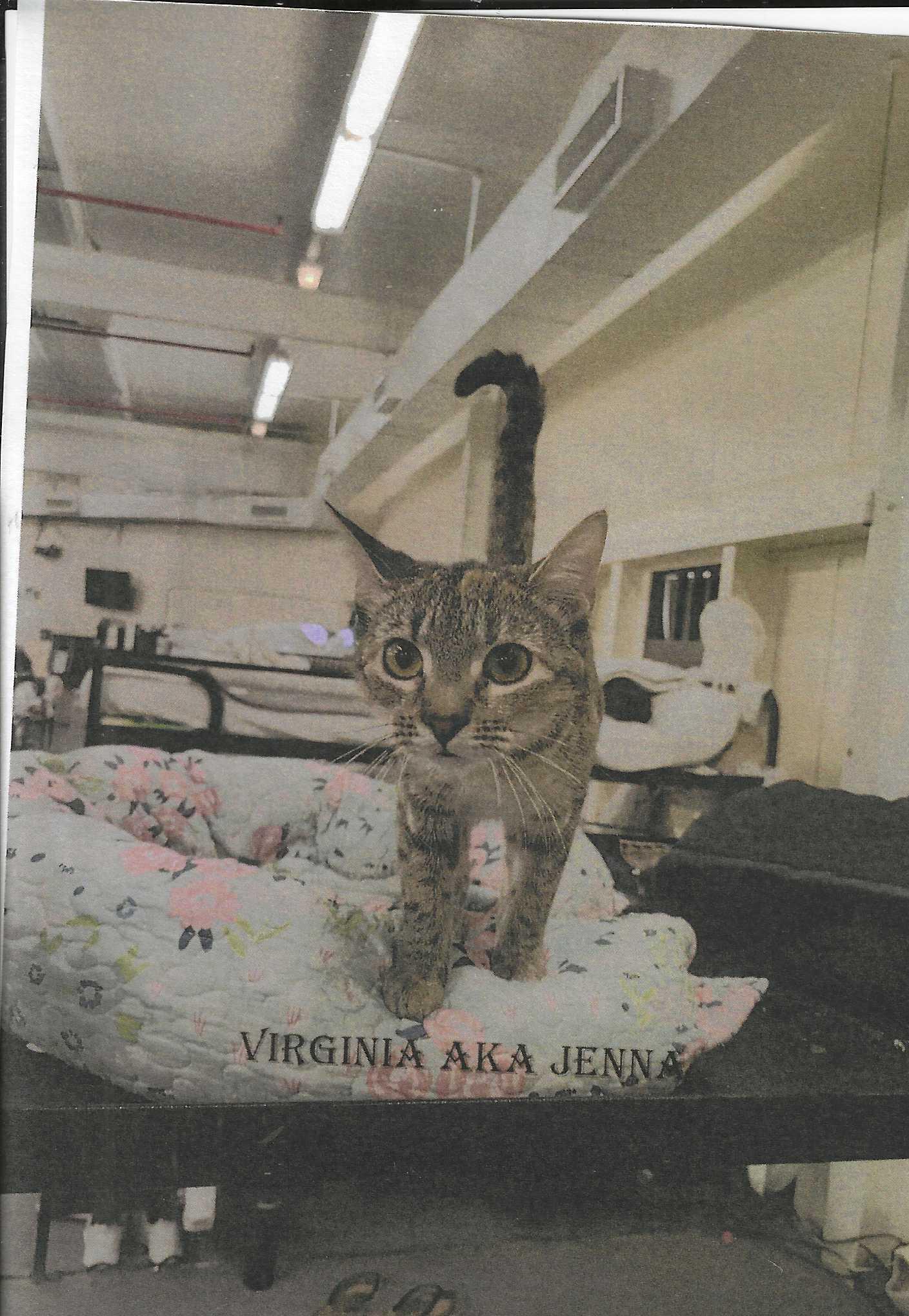 Enlarge Virginia, a Adoptable Domestic Short Hair in Jackson, MS image 1/2