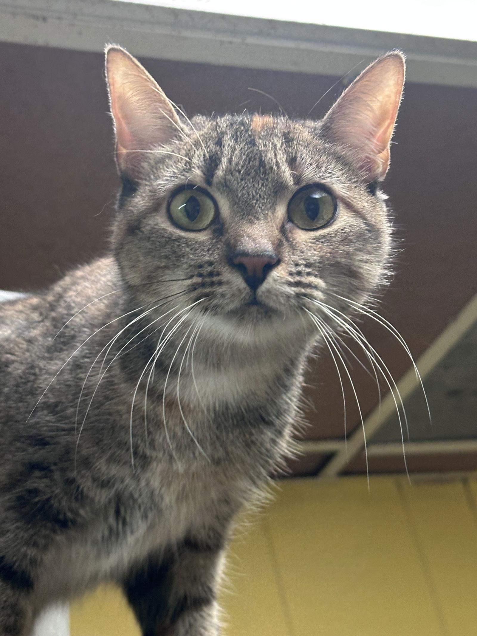 Enlarge Virginia, a Adoptable Domestic Short Hair in Jackson, MS image 2/2