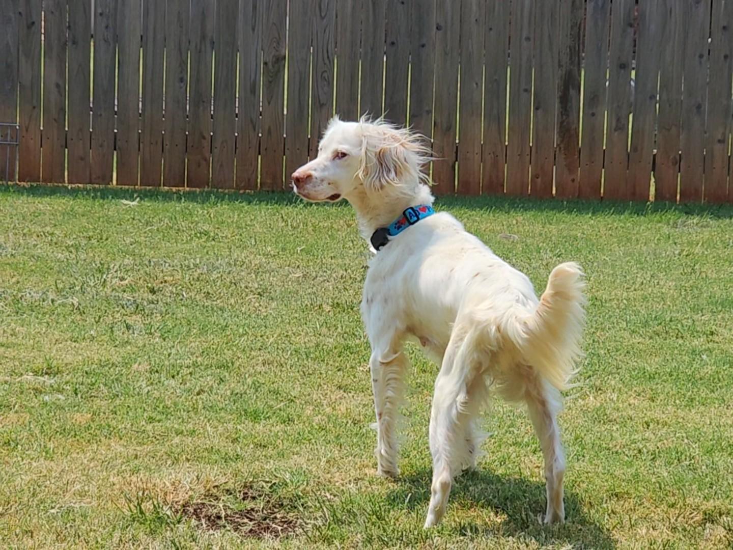 Enlarge Roz, a Adoptable English Setter in Dallas, TX image 2/6