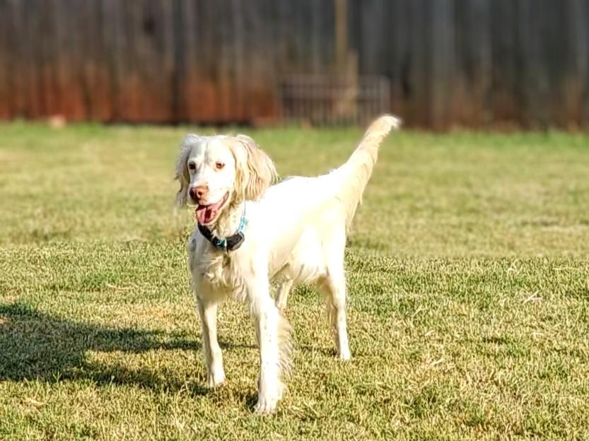 Enlarge Roz, a Adoptable English Setter in Dallas, TX image 3/6