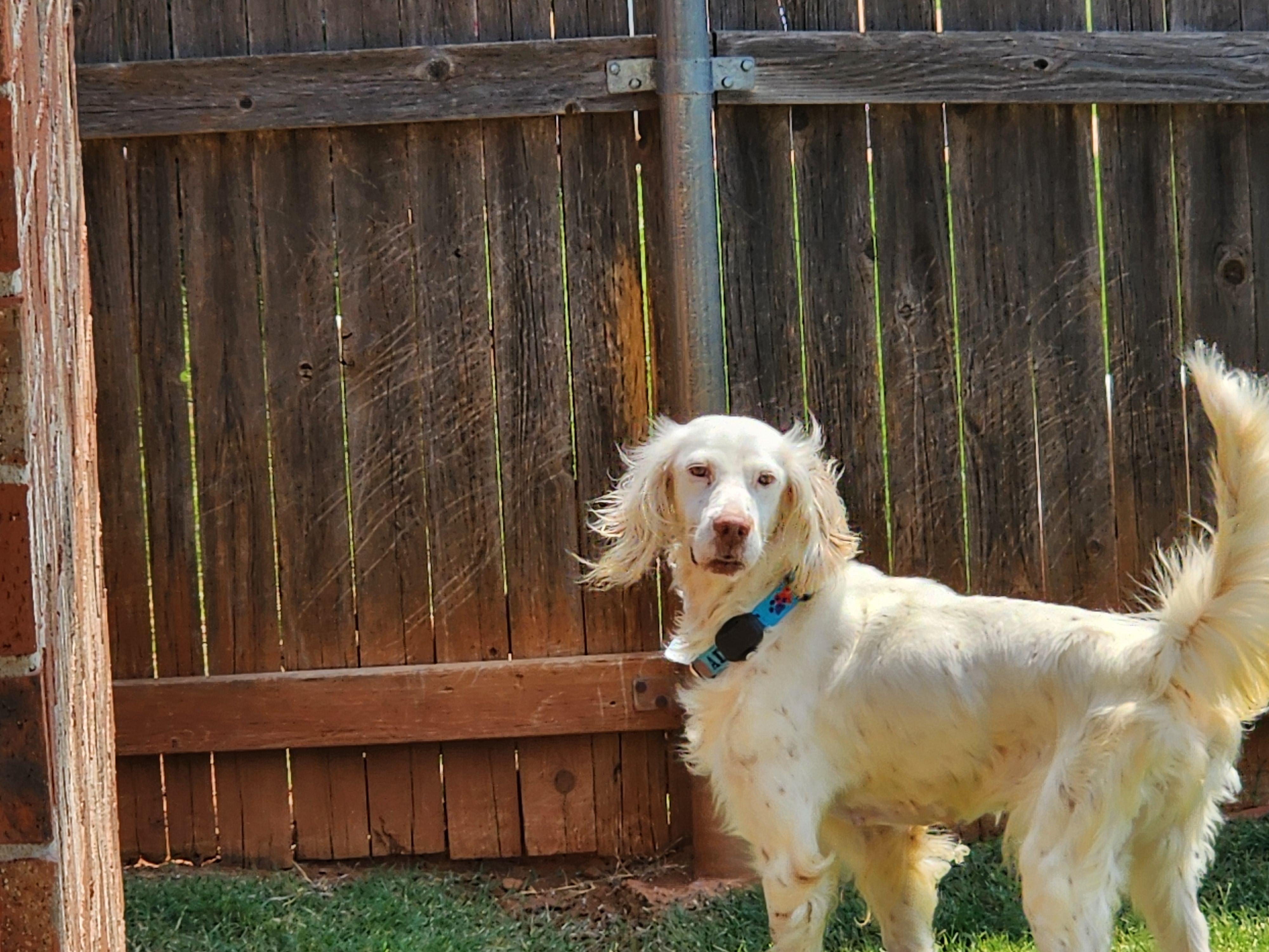 Enlarge Roz, a Adoptable English Setter in Dallas, TX image 1/6