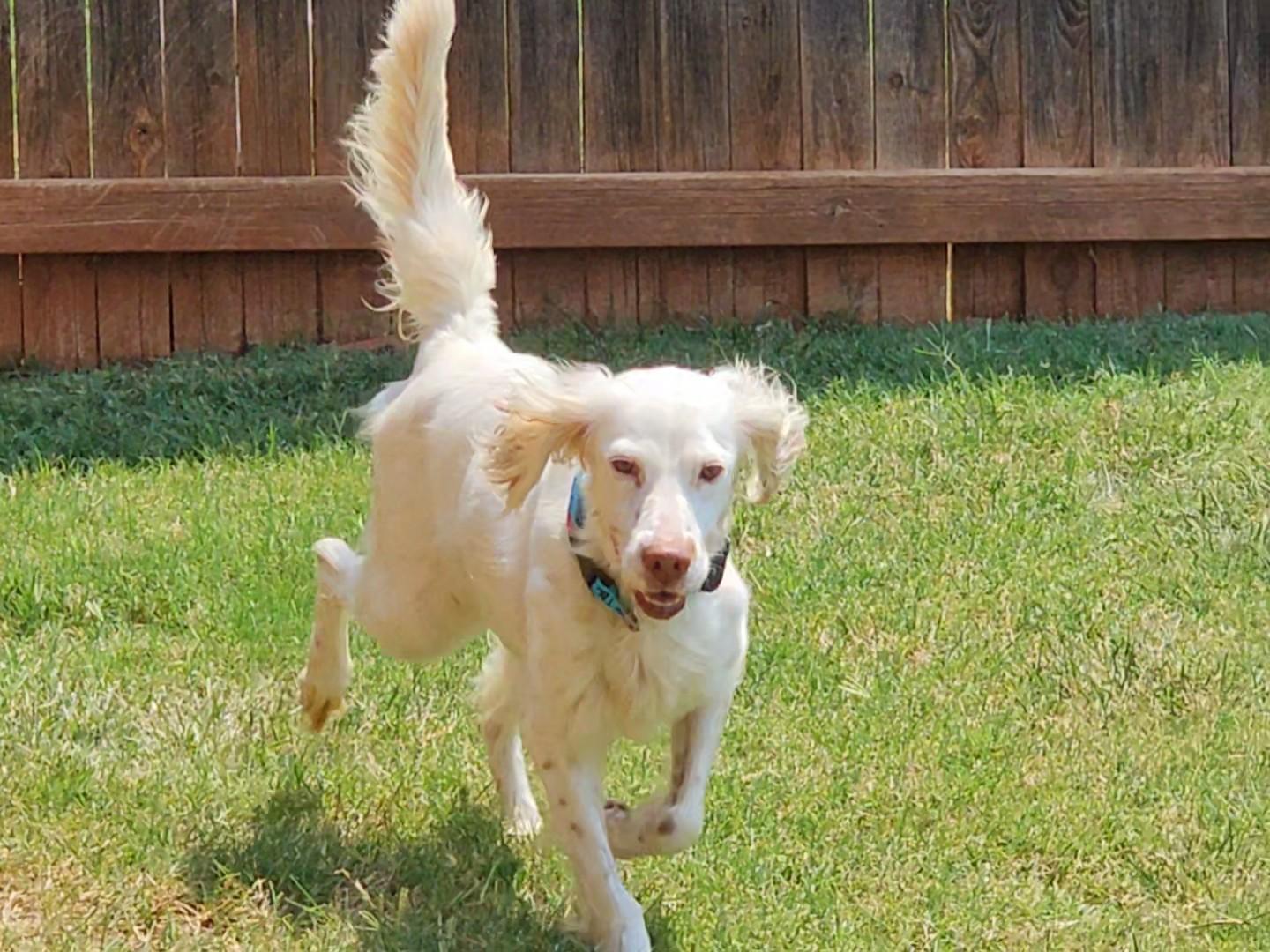 Enlarge Roz, a Adoptable English Setter in Dallas, TX image 5/6
